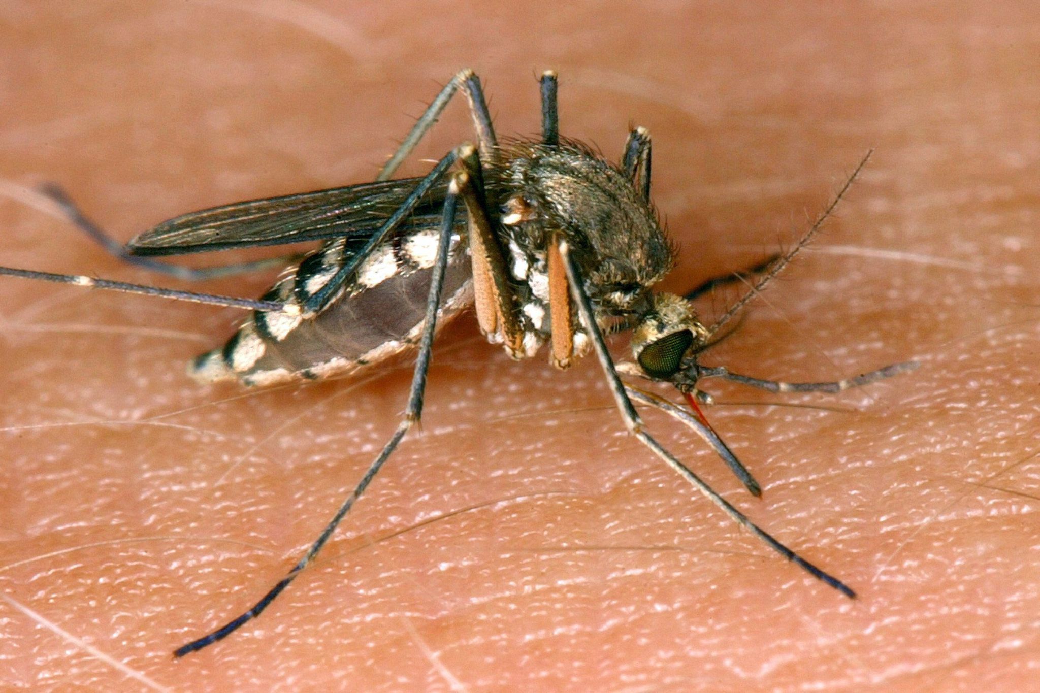 Eine Mücke saugt Blut aus der Haut. Auf diesen Weg überträgt sich das West-Nil-Virus. Die Verläufe sind allerdings meistens ungefährlich.