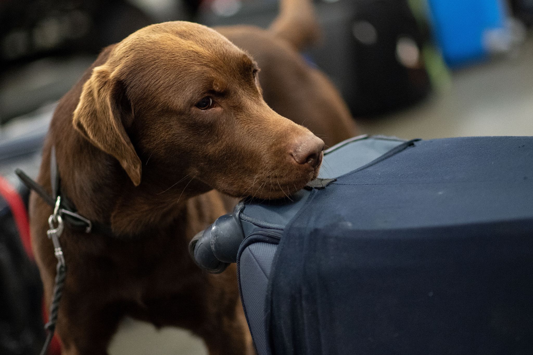 Ein Drogenspürhund schnüffelt während einer Gepäckkontrolle des Zolls am Flughafen Köln/Bonn an Koffern.