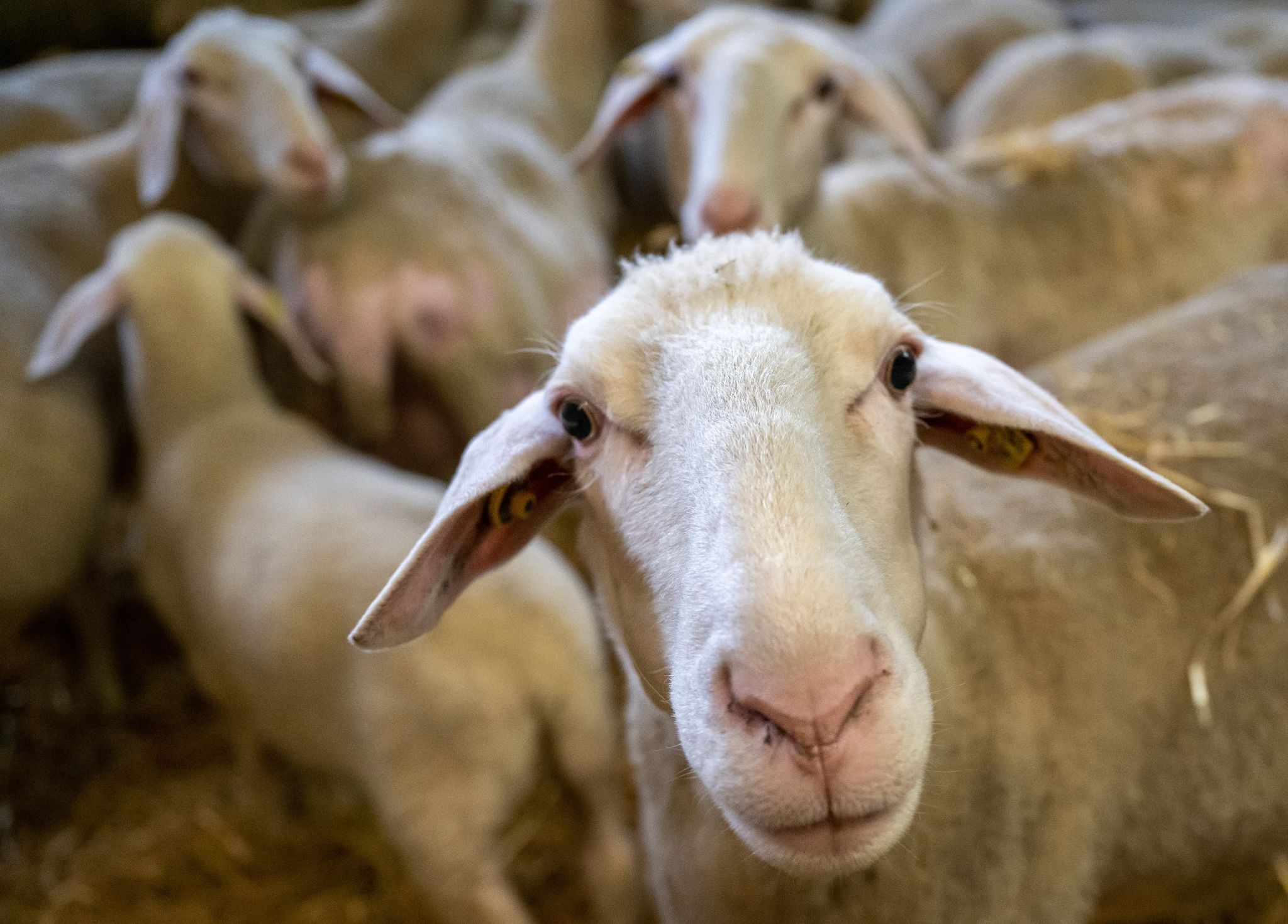 Schafe stehen in einem Stall. (Illustration)