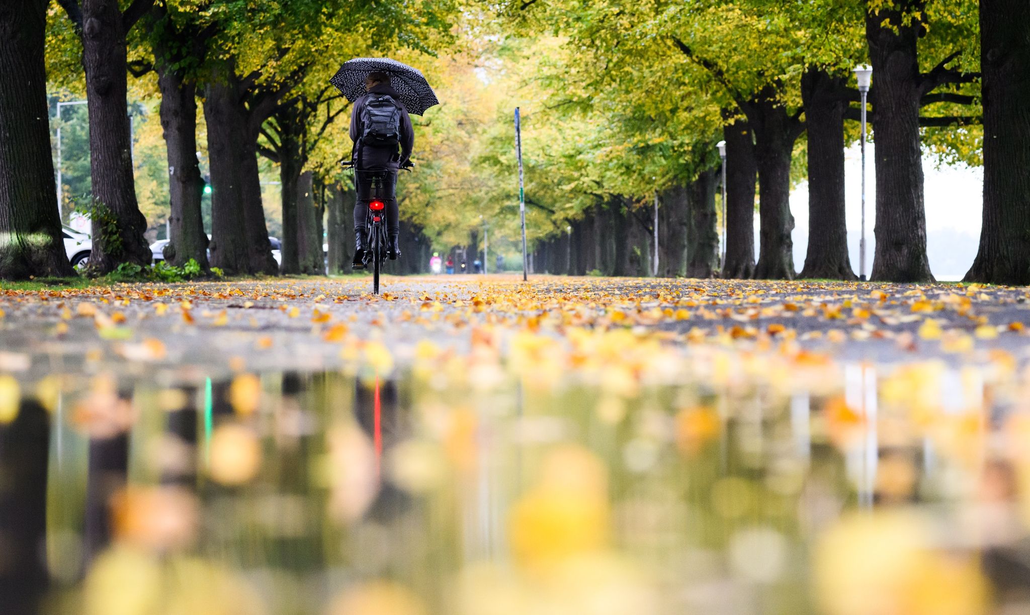 Ein Radfahrerin fährt mit einem Regenschirm durch eine herbstlich verfärbte Allee am Maschsee in Hannover.