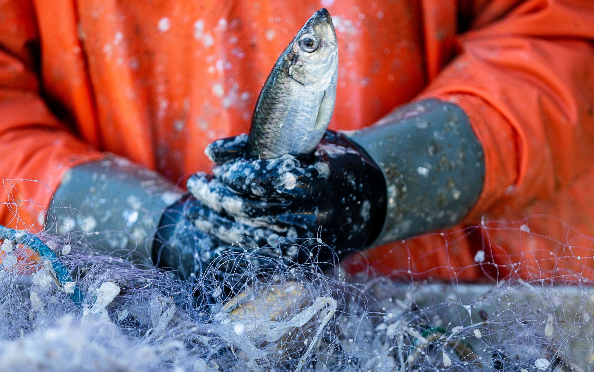 Ein Fischer pult im Hafen frisch gefangene Heringe aus den Stellnetzen.