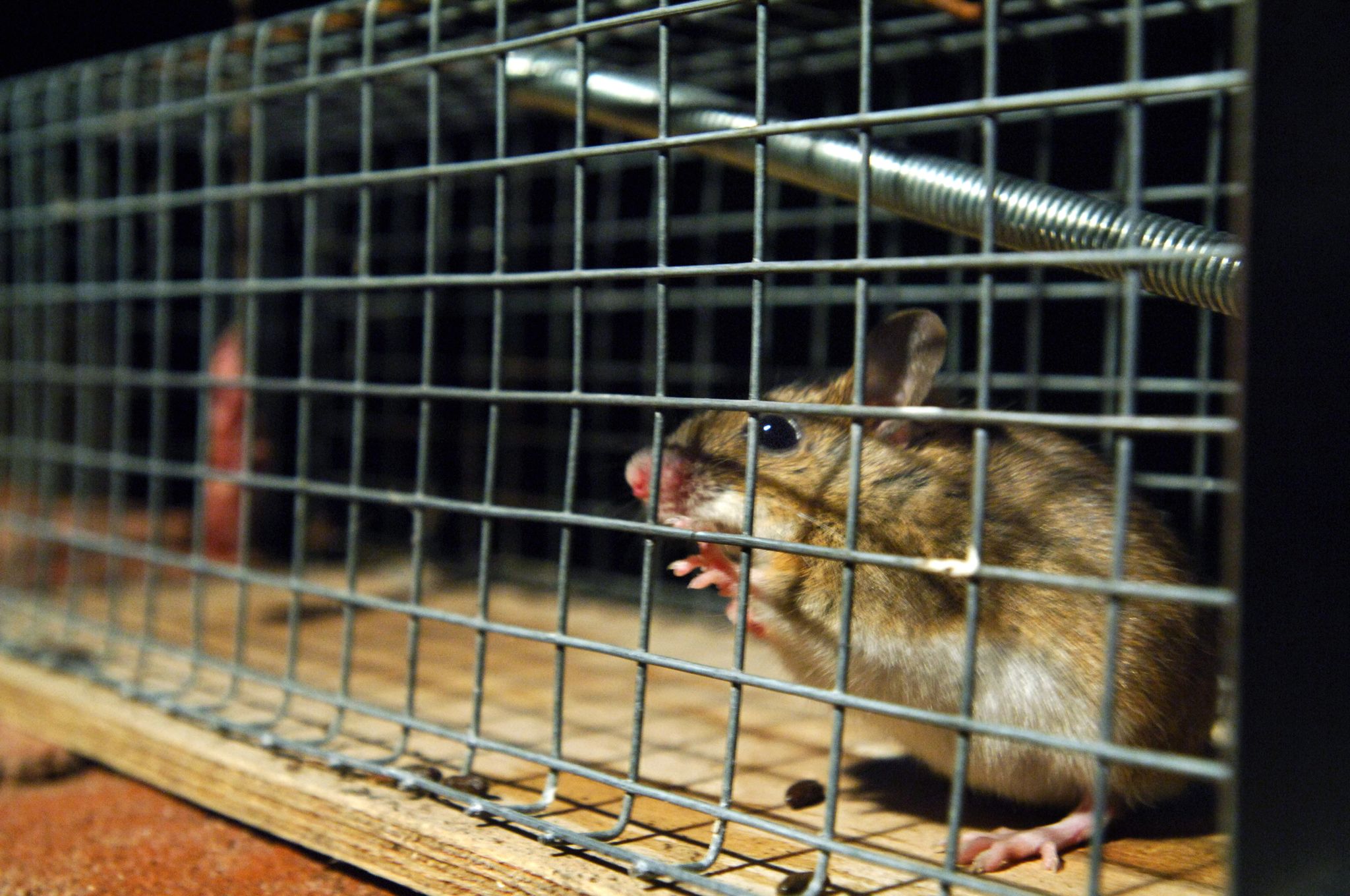 Eine gefangene Maus sitzt in einer Lebendfalle. US-Forscher wären an ihr wohl interessiert.
