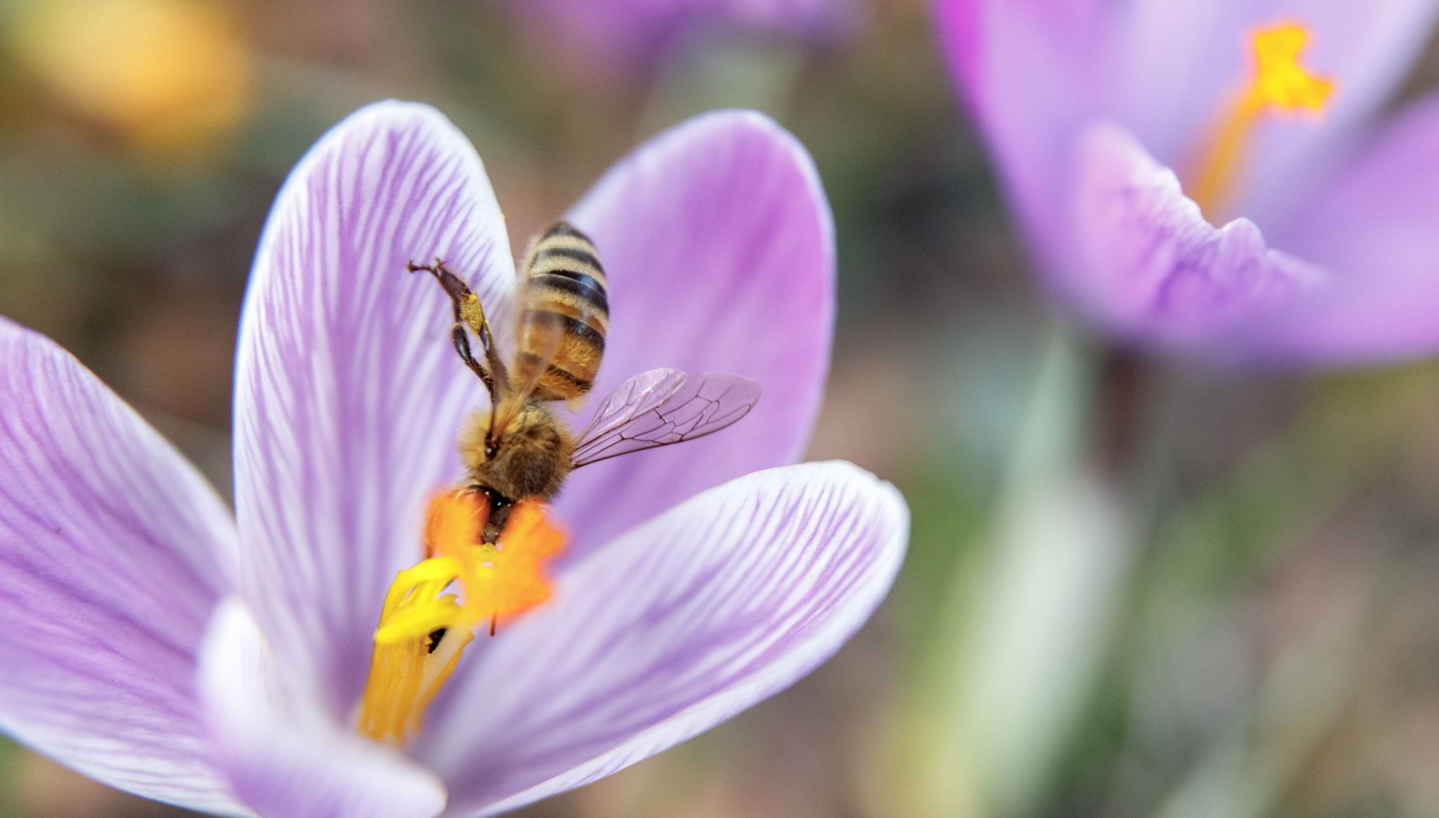 Einen Tag vor dem offiziellen Frühlingsbeginn sammelt eine Biene Nektar aus einer Krokusblüte.