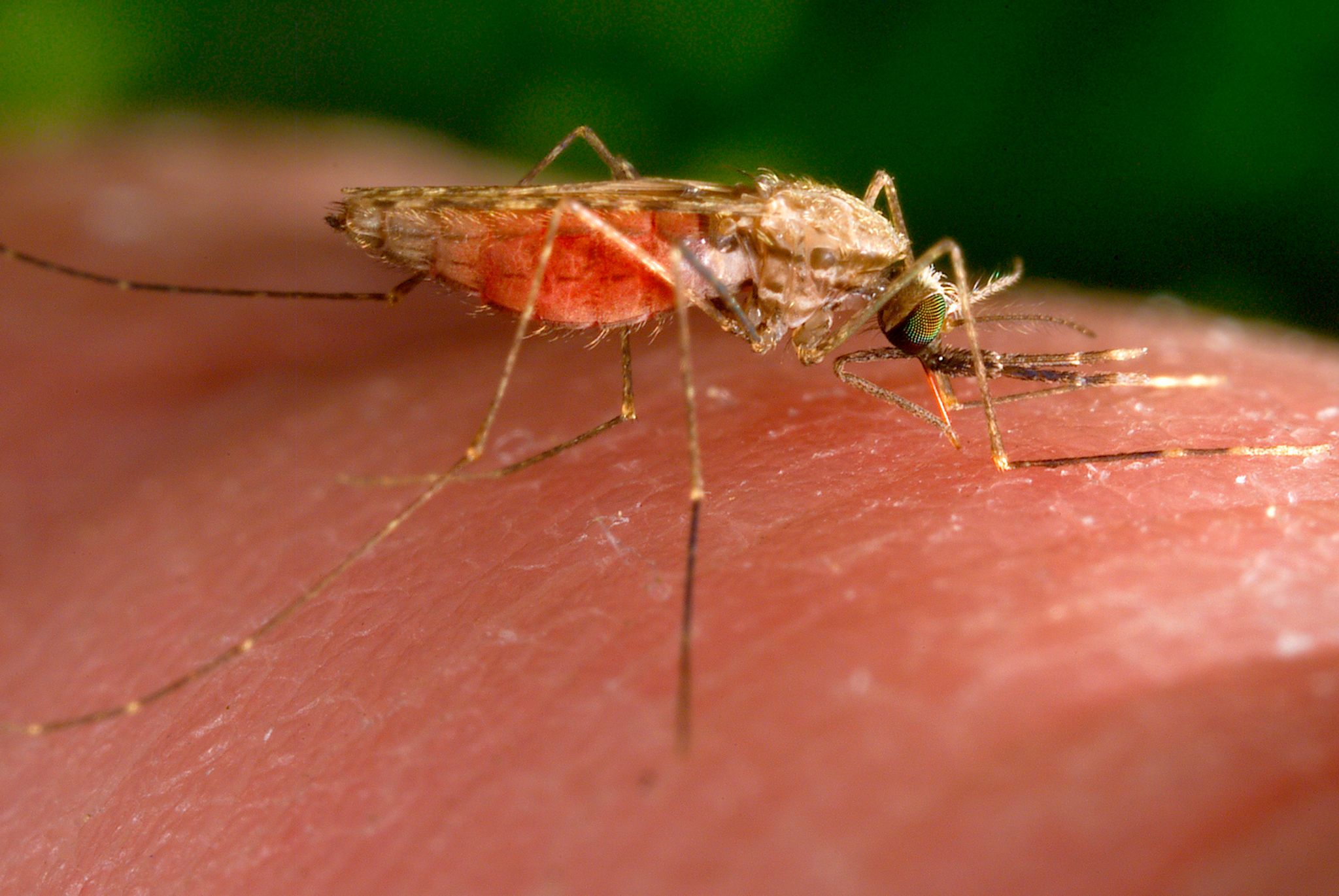 Anopheles-Mücken übertragen Malaria-Erreger.