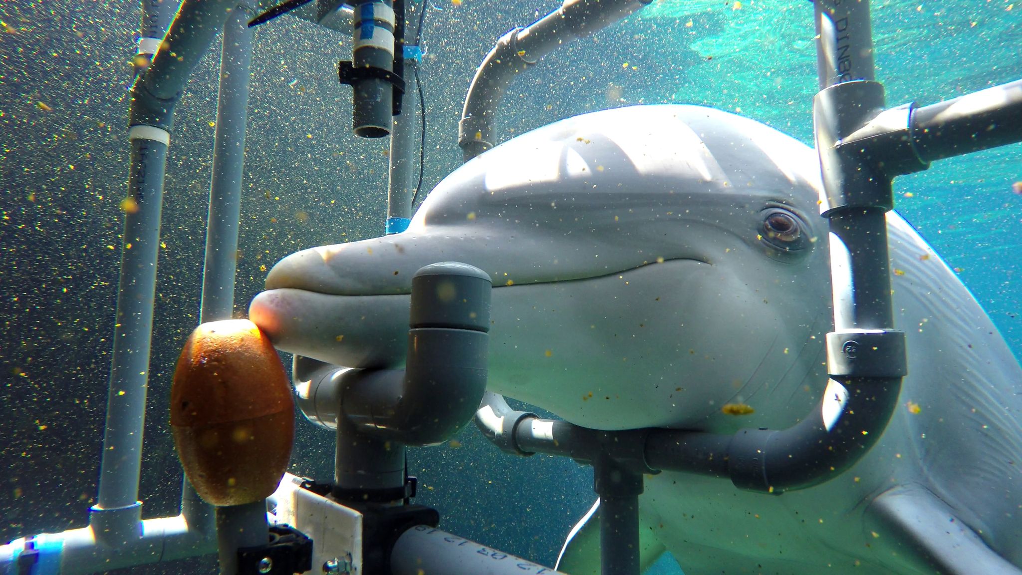 Der untersuchte Delphin Donna während des Trainings. Die Delfine können elektrische Gleichstromfelder wahrnehmen und entsprechend reagieren.