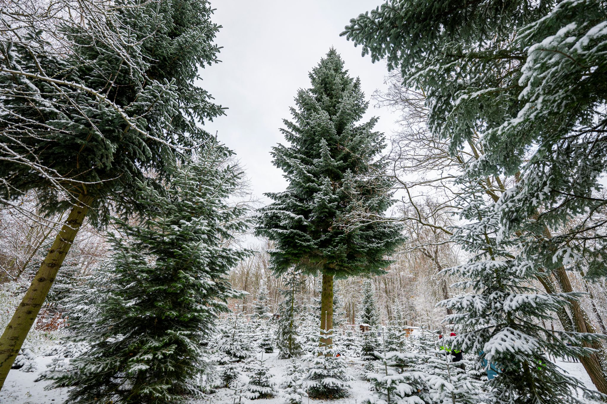 Der Weihnachtsbaum für das Brandenburger Tor in Berlin stammt dieses Jahr aus Thüringen. Aber nicht alle Weihnachtsbäume kommen aus dem heimischen Anbau.