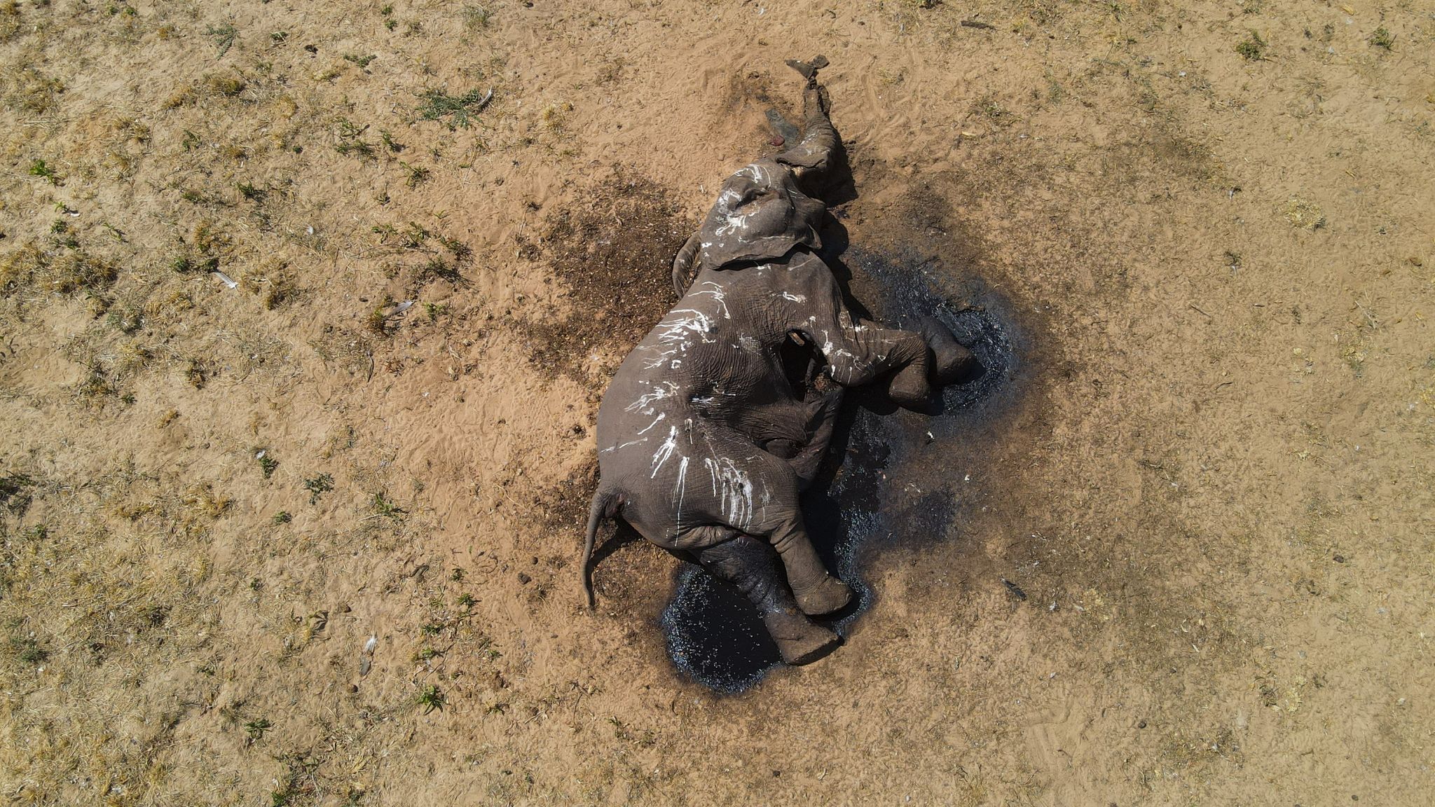 Ein toter Elefant im Hwange-Nationalpark in Simbabwe.