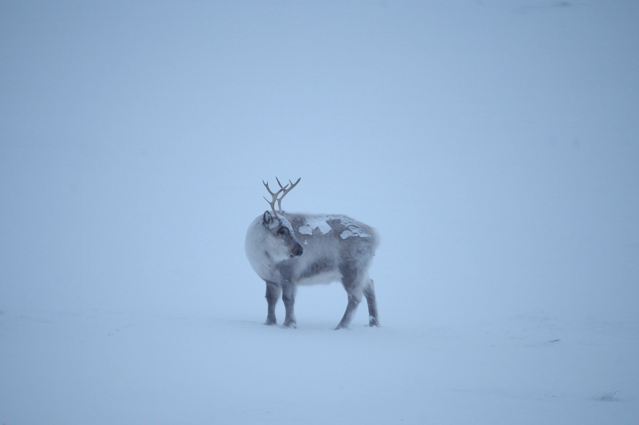 Die Klimakrise trifft die Spitzbergen-Rentiere, die als die «Gefährten des Weihnachtsmanns» gelten.