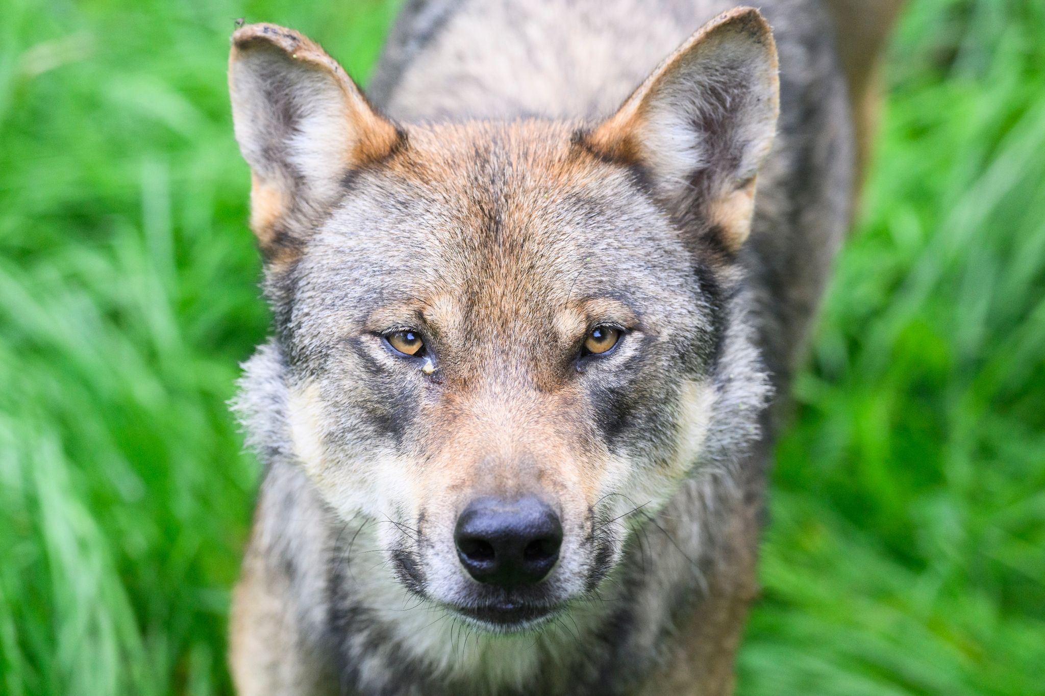 Die Umweltminister von Bund und Ländern hatten sich vor rund drei Wochen darauf verständigt, dass problematische Wölfe, die Schutzzäune überwunden und Nutztiere gerissen haben, in Deutschland künftig deutlich schneller als bisher getötet werden können.