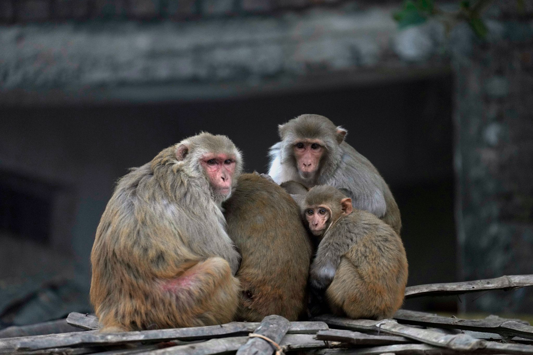 Eine Gruppe von Makaken drängt sich an einem kalten Morgen im nordindischen Ayodhya zusammen.