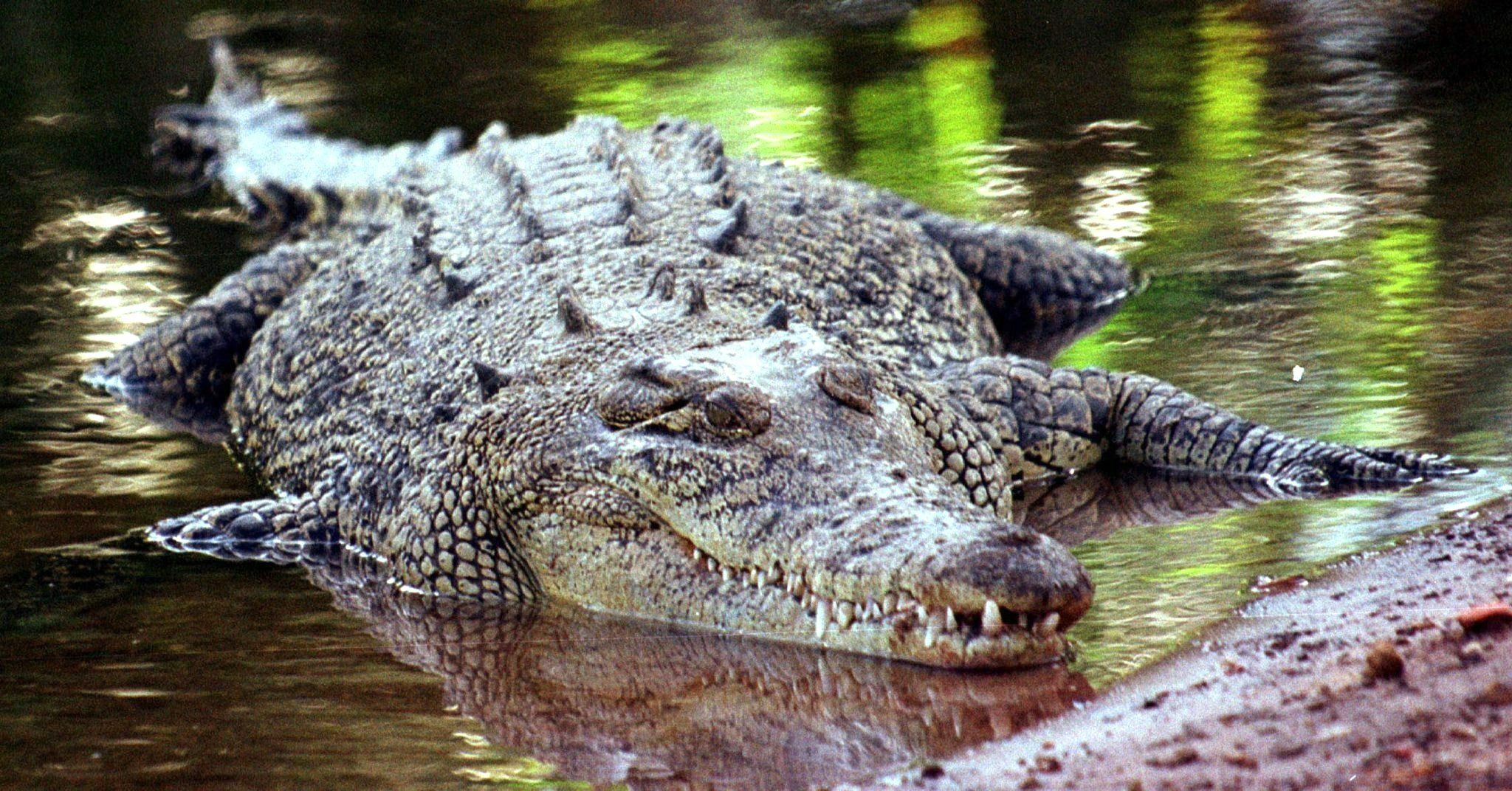 Krokodile sind keine Romantiker? Eine Studie der australischen University of the Sunshine Coast, die sich mit den Ausdrucksweisen und der «Sprache der Liebe» der Reptilien befasst, räumt mit Vorurteilen auf.