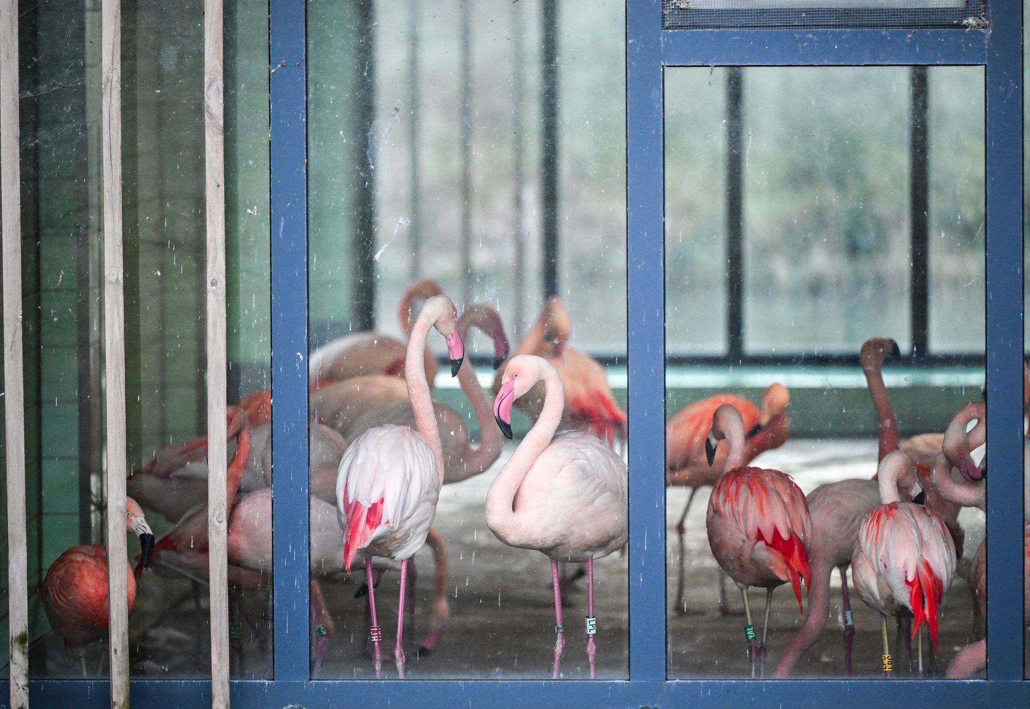 Die Flamingos im Zoo Berlin sind während der aktuellen Minusgrade in einem Stall untergebracht. Mit ihren grazilen Beinen könnten sich die Tiere an scharfkantigem Eis Verletzungen zuziehen oder ausrutschen.