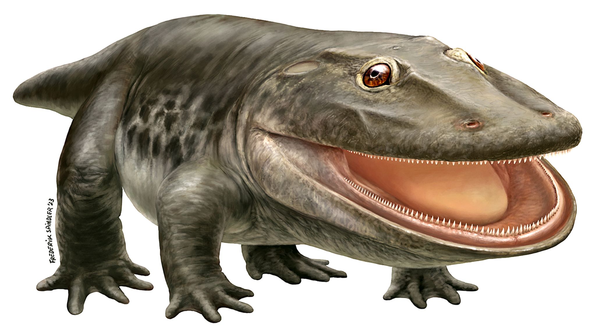 Der Ursaurier mit der Fachbezeichnung Stenokranio boldi. Der Name bedeutet laut Museum in etwa: Schmalschädler.
