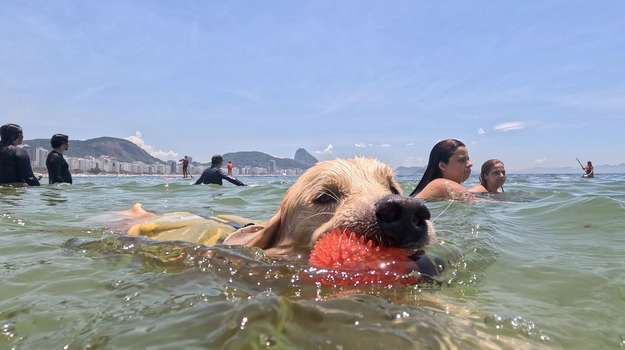 Schön warm ist es momentan auf der südlichen Halbkugel: Ein Golden Retriever spielt im Meer am Copacabana-Strand in Rio De Janeiro.