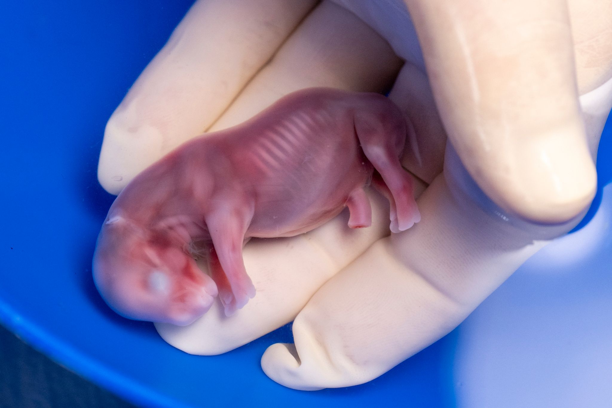 Ein durch künstliche Befruchtung erzeugter Embryo eines südlichen Breitmaulnashorns.