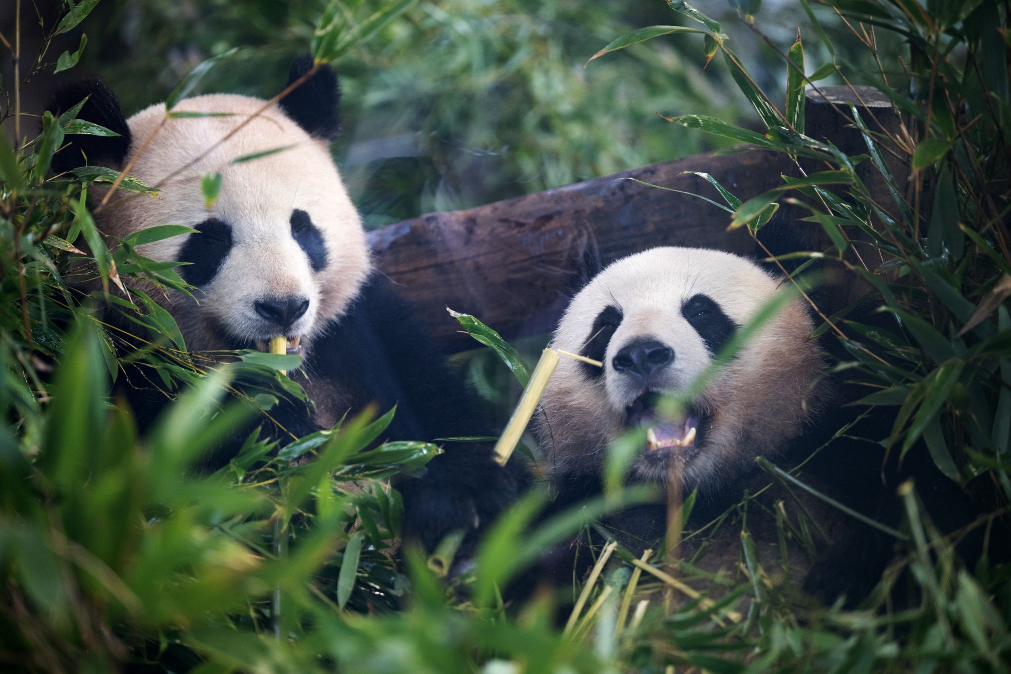 Pandabären ernähren sich am liebsten von Bambus.