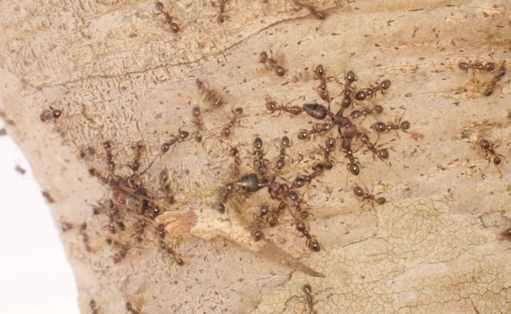Gebietsfremde Großköpfige Ameisen (Pheidole megacephala) vertreiben heimische Crematogaster-Ameisen.