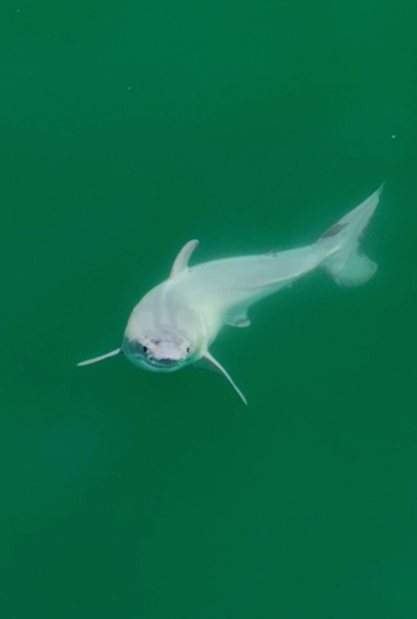 Ein offenbar neugeborener Weißer Hai vor der Küste Kaliforniens  bei Santa Barbara.