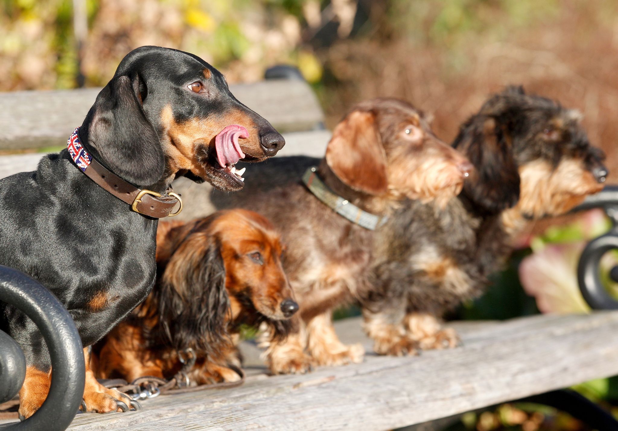 Experten zufolge haben kleine reinrassige Hunde mit länglichem Schädel die höchste mediane Lebenserwartung.