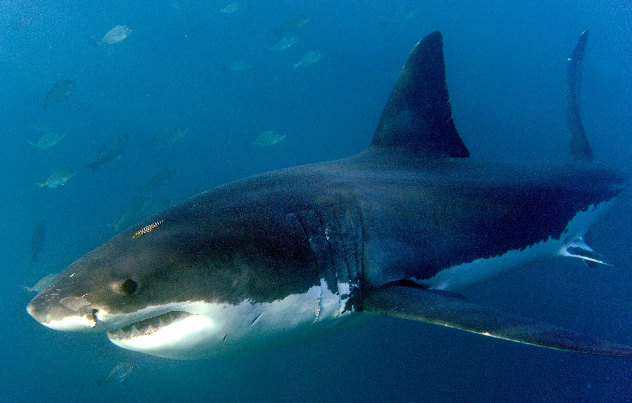Die meisten Todesfälle durch Haie im Jahr 2023 waren auf Bisse von Weißen Haien zurückzuführen.