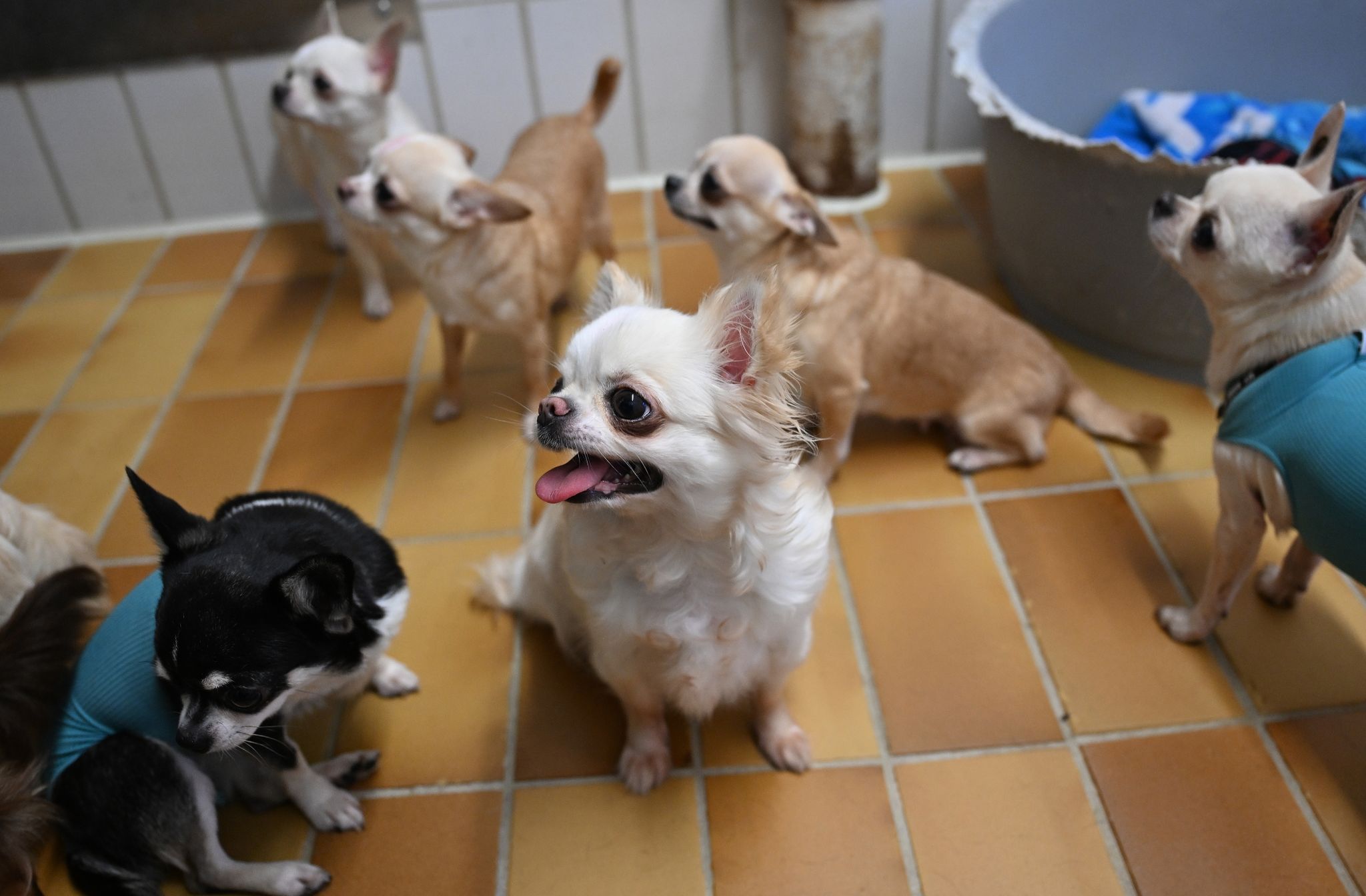 Der Stuttgarter Fund von 68 Chihuahua-Rassehunden einer überforderten Züchterin sorgte zuletzt für Aufsehen.