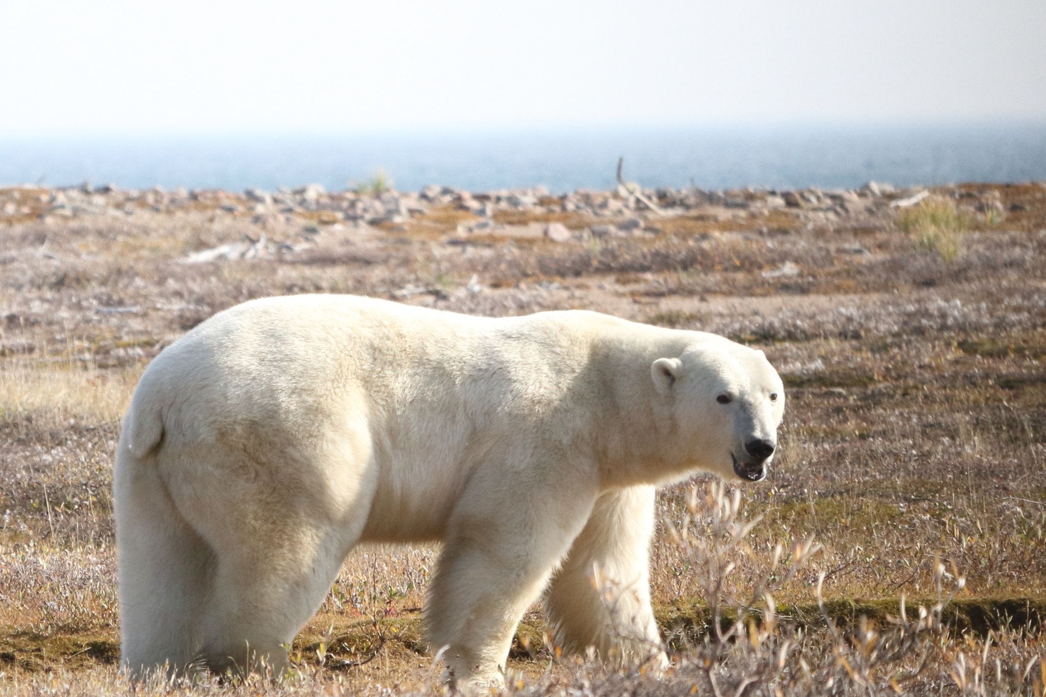 Ein Eisbär (Ursus maritimus) in der westlichen Hudson Bay Region im nordöstlichen Teil Kanadas.