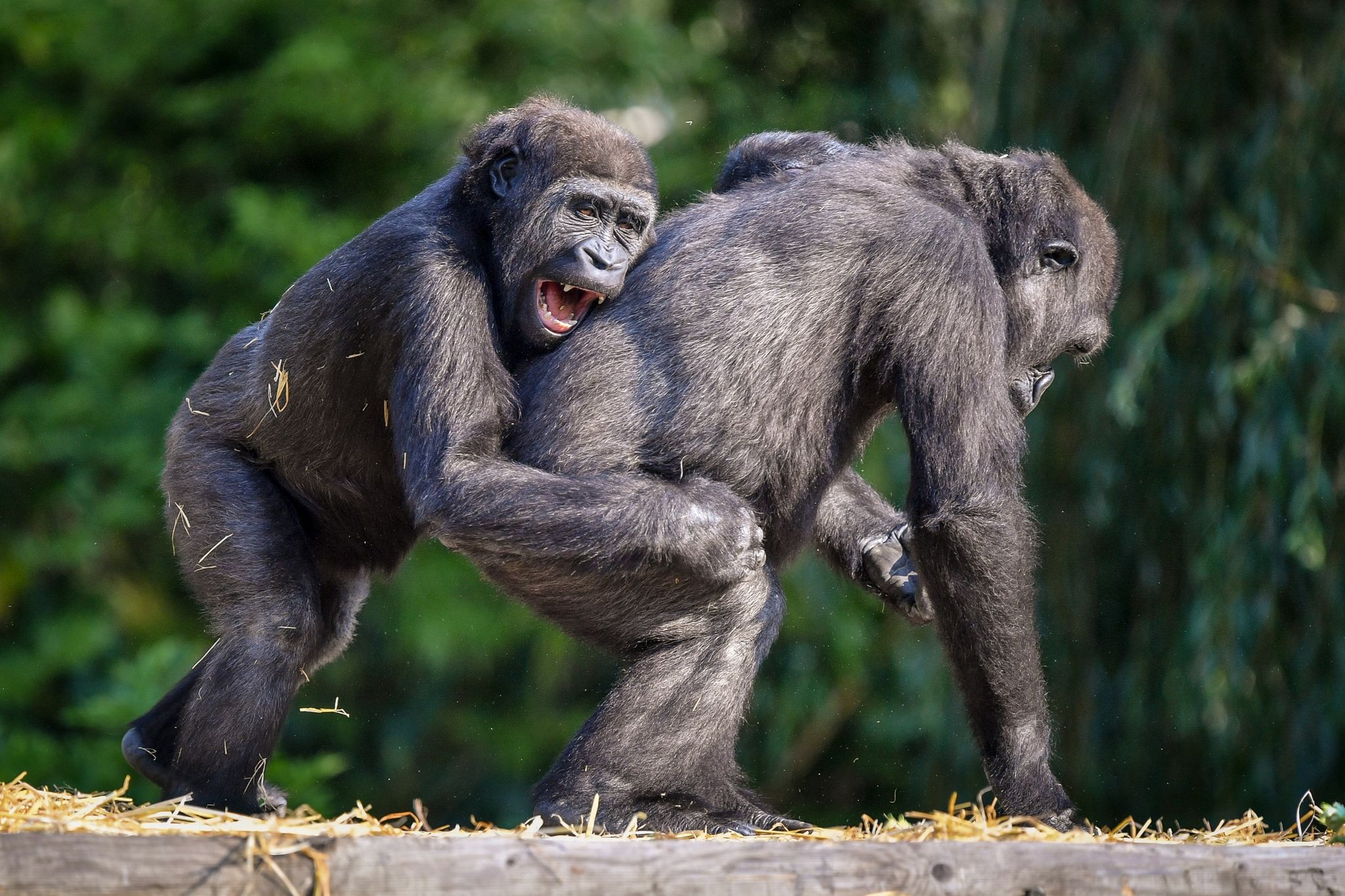 Auch Gorillas treiben laut Analysen gern Schabernack mit anderen.