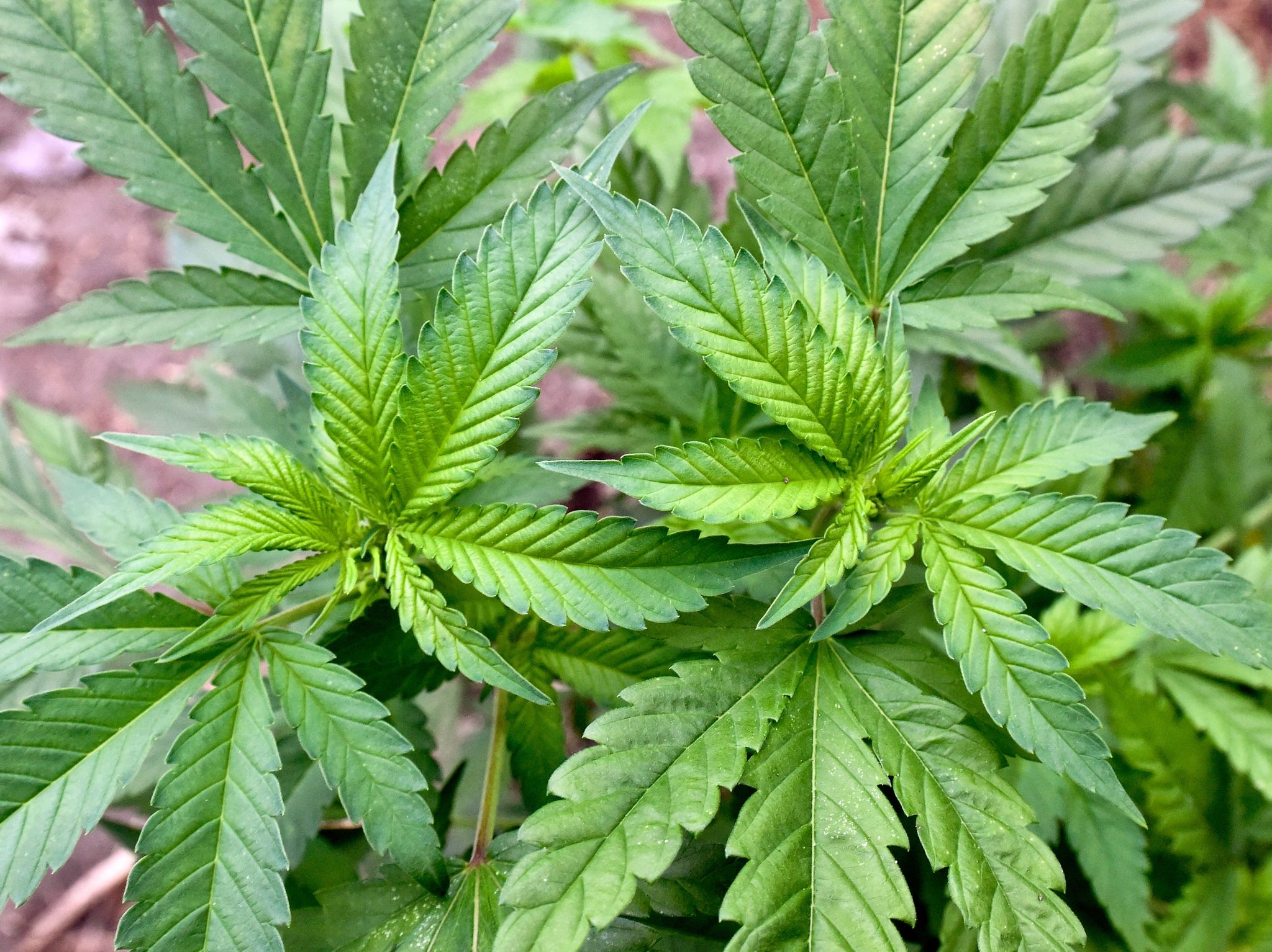 Cannabis ist eine psychoaktive Substanz aus der Hanfpflanze.