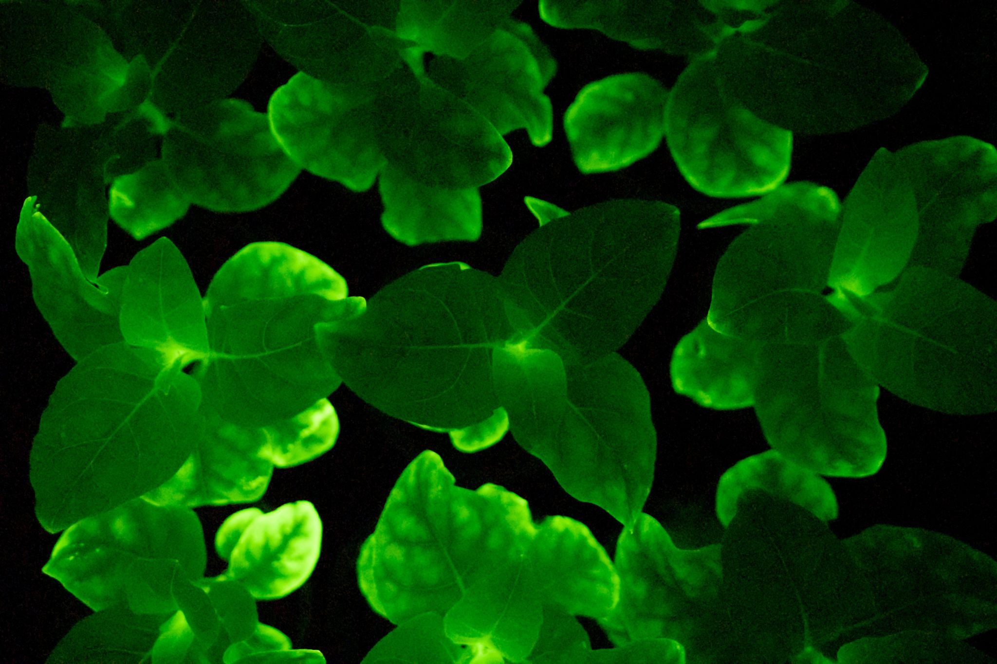 Eine Glühwürmchen-Petunie. Die Zimmerpflanze kann dank der Gene einer Leuchtpilz-Art im Dunkeln leuchten.