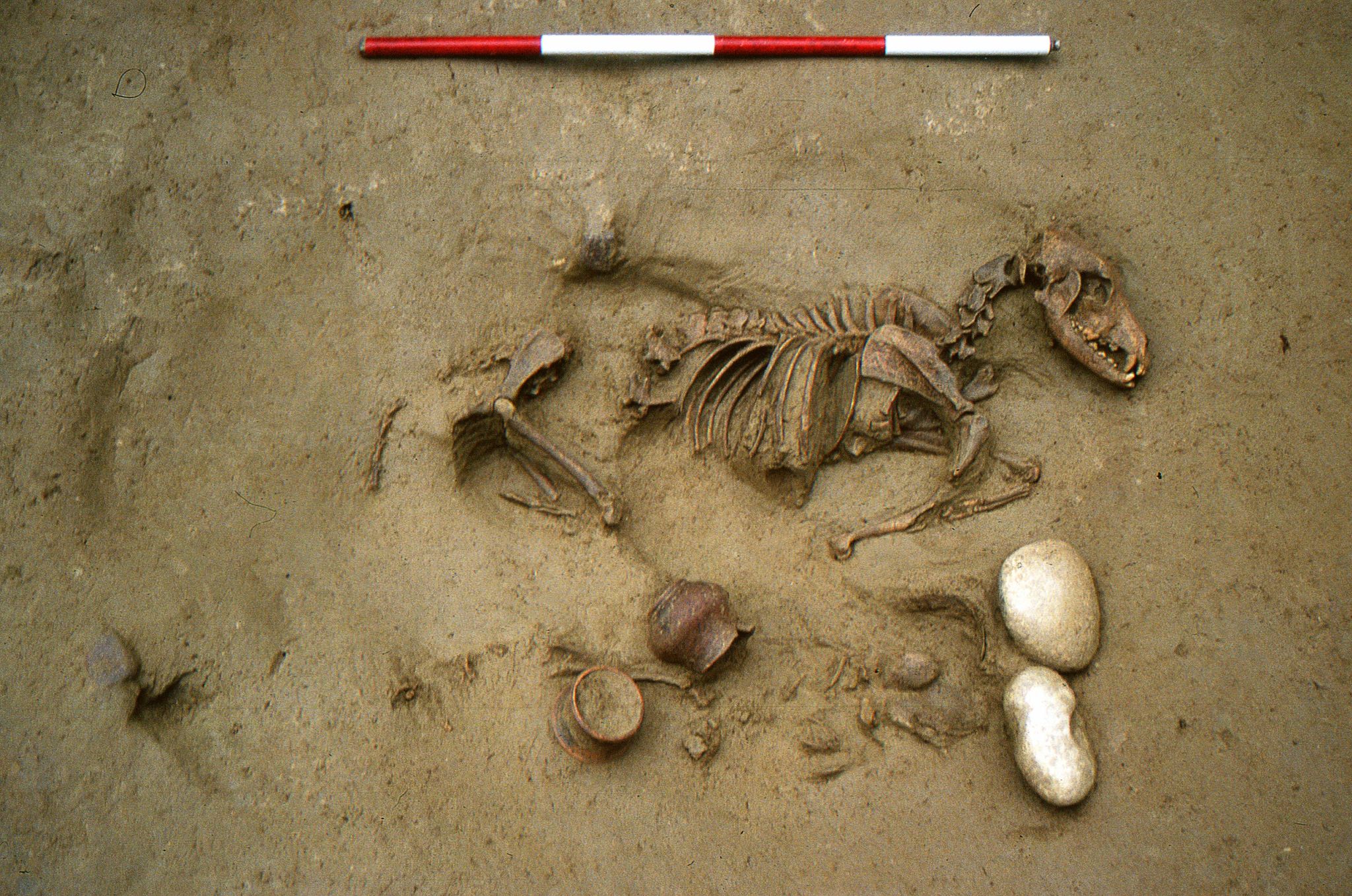 Dieses von den Oberaufsichtsbehörden für Archäologie, Bildende Kunst und Landschaft (SABAP-VR) zur Verfügung gestellte Foto zeigt Grab Nummer 19 mit einer gemeinsamen Bestattung eines Hundes und eines menschlichen perinatalen Skeletts.