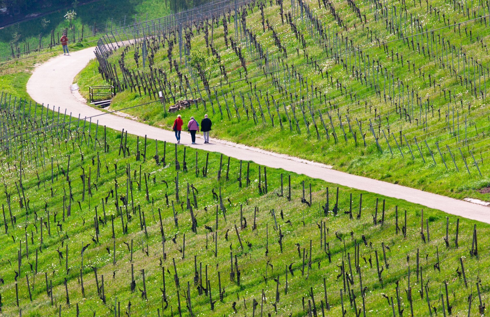 Spaziergänger genießen bei schönem Wetter die Weinberge nahe Stuttgart-Rotenberg und Uhlbach.