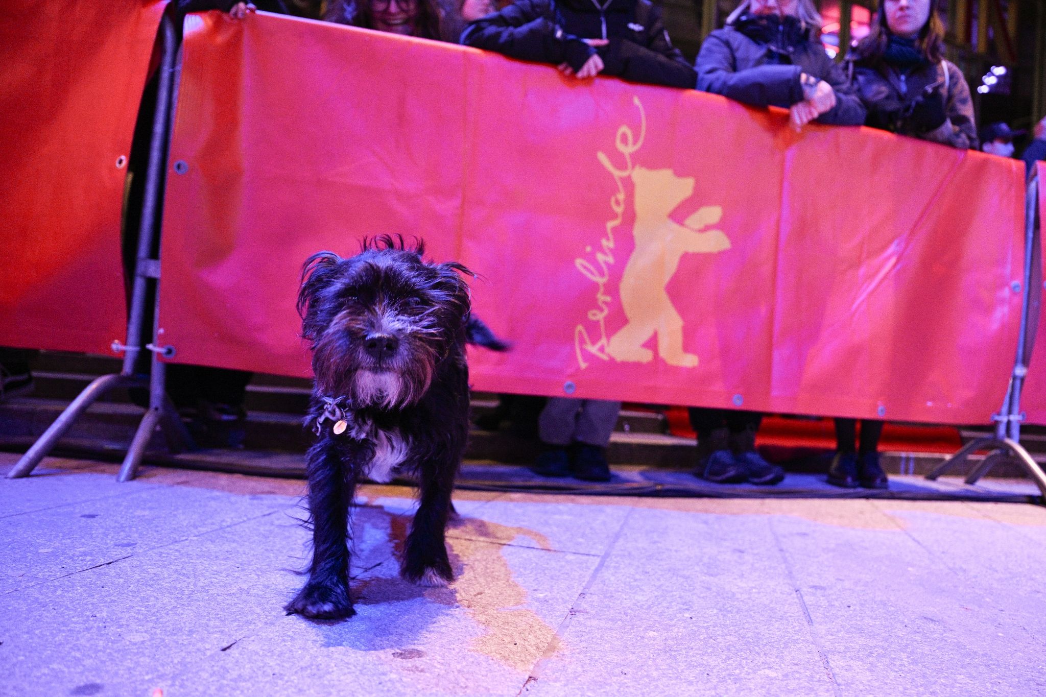 Tierischer Besuch auf der Berlinale: Dieser Hund wollte sich wohl auch einmal wie ein Star fühlen.