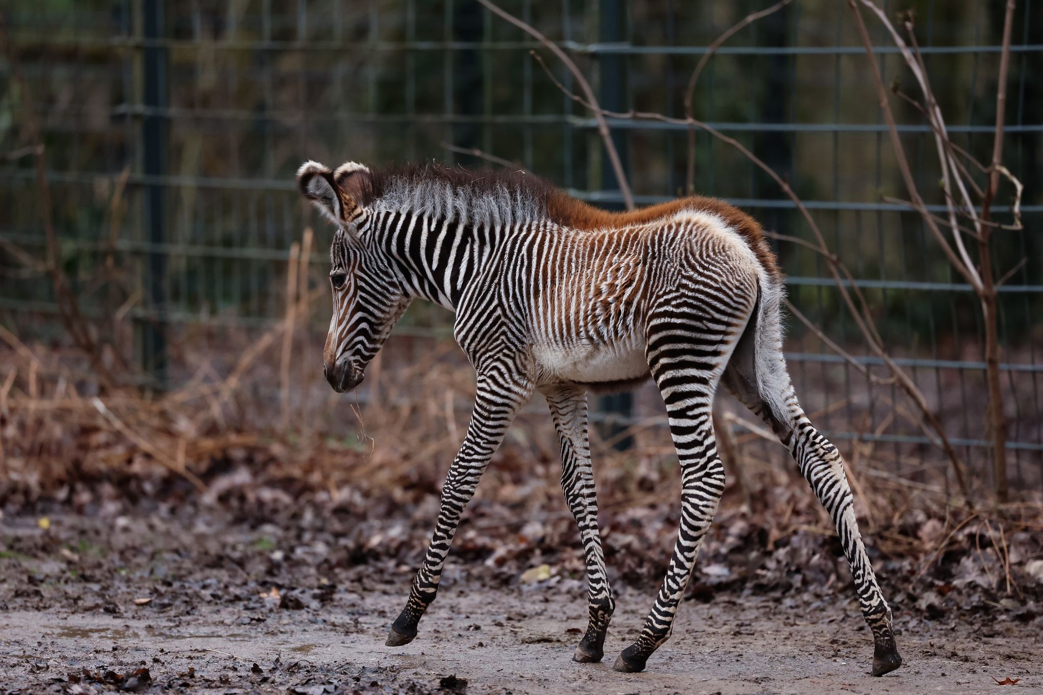 Zebra-Baby Lumi kam am 24. Januar 2024 auf die Welt.