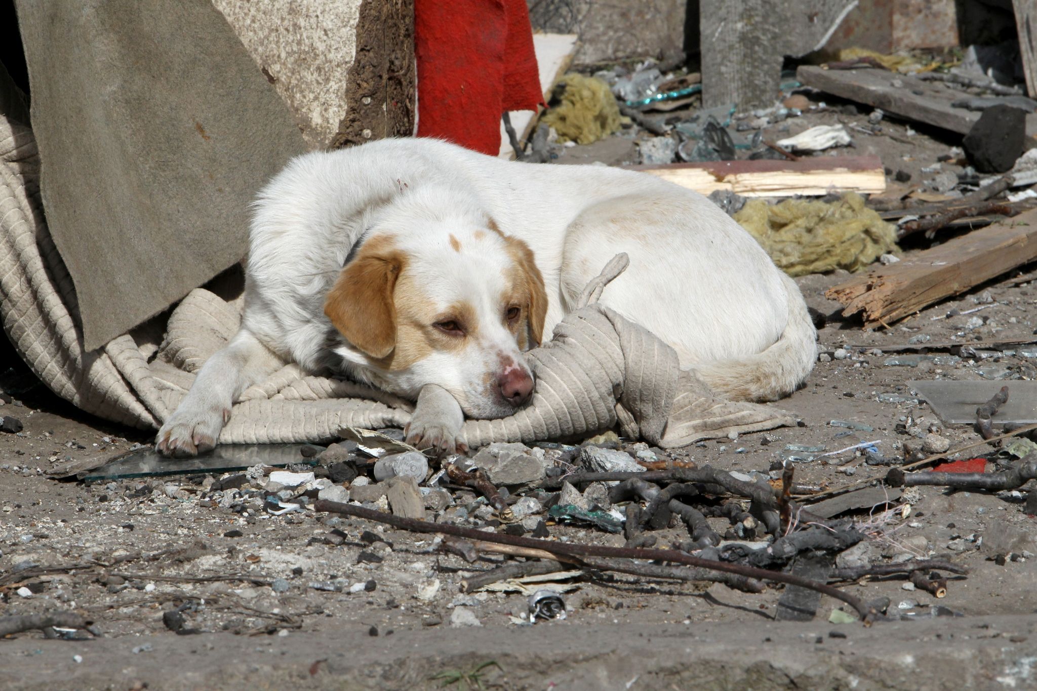 Ein Hund kauert nach einem russischen Raketenangriff vor einem verwüsteten Haus. Bei den neuen Angriffen Russlands auf die Stadt Dnipro wurden mehrere Menschen verletzt und Wohnhäuser sowie Fahrzeuge zerstört.